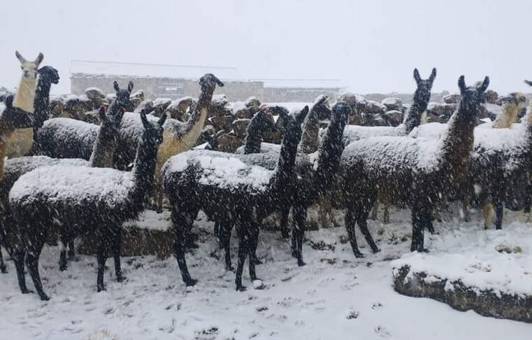 Nevadas afectan a Choqñihuaqui y Arcata en Condesuyos