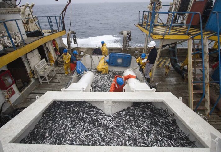 Prohibición de extraer anchoveta protege sostenibilidad pesquera