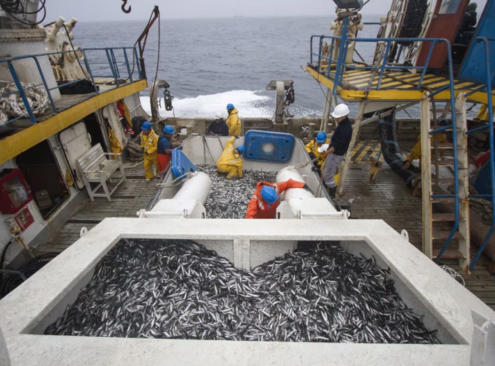 Prohibición de extraer anchoveta protege sostenibilidad pesquera