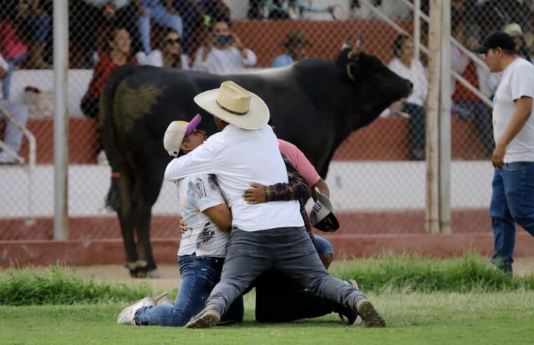 Emoción, euforia y pasión en peleas de toros en Castilla