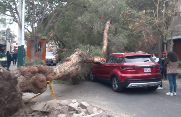 Fuertes vientos desploman árboles y levantan techos de calamina en Arequipa