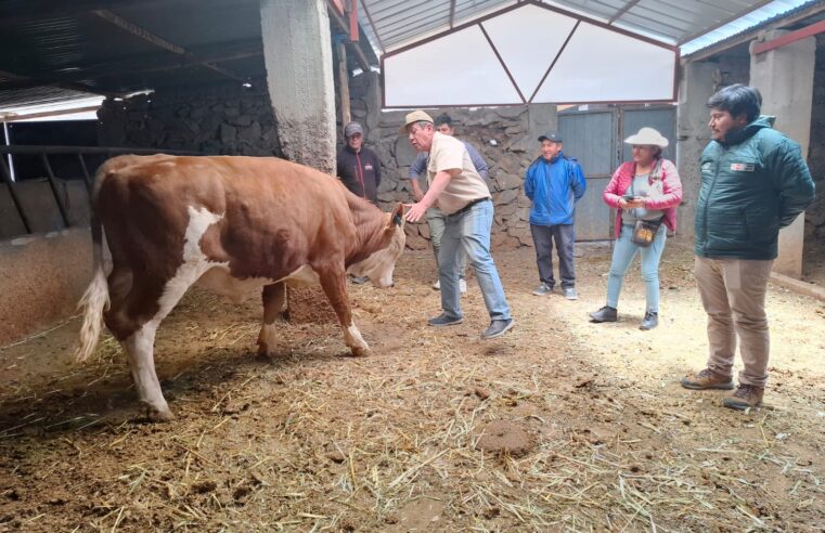 Ganaderos del distrito de Tuti podrán mejorar la calidad genética de sus bovinos