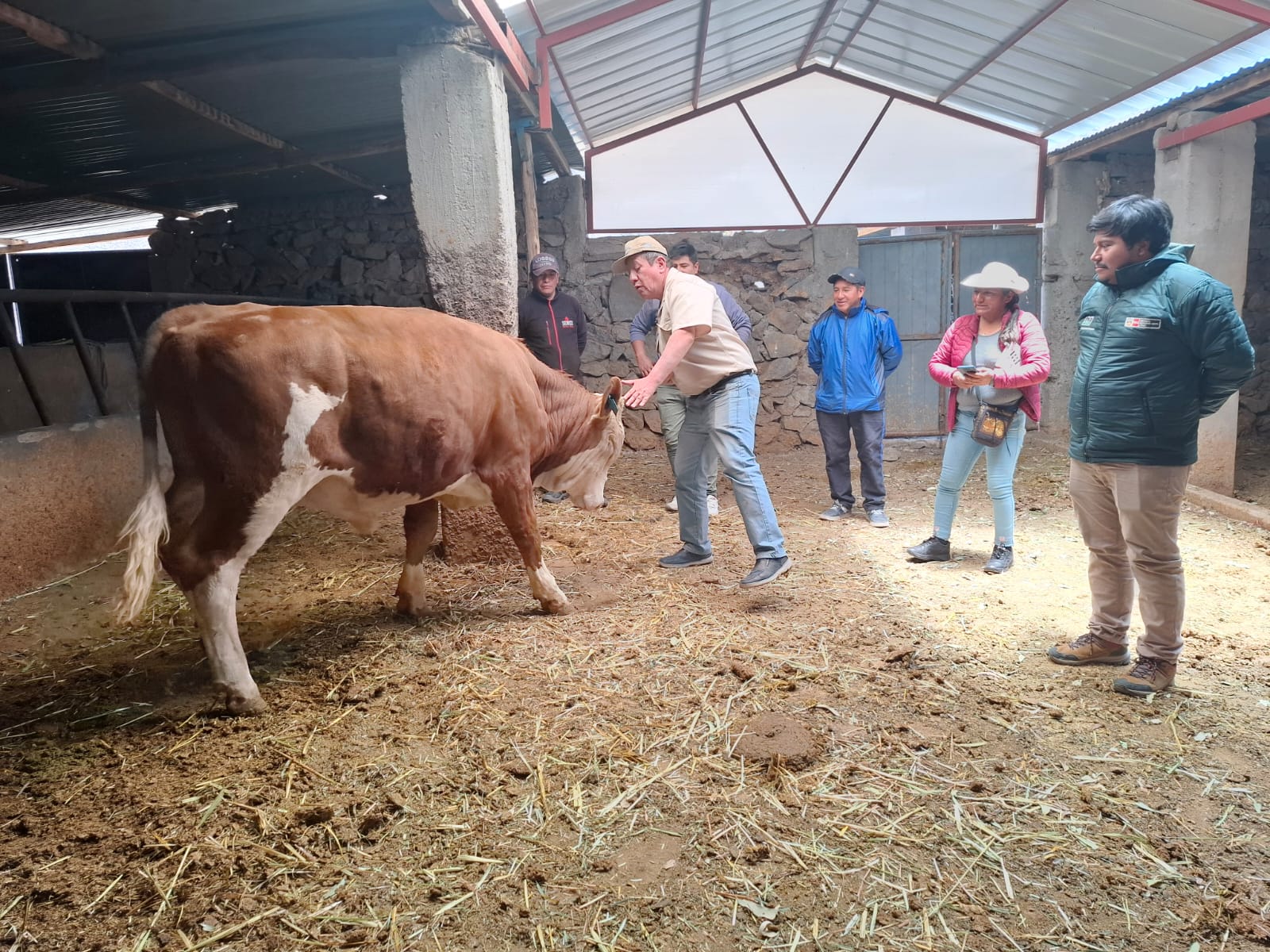 Ganaderos del distrito de Tuti podrán mejorar la calidad genética de sus bovinos