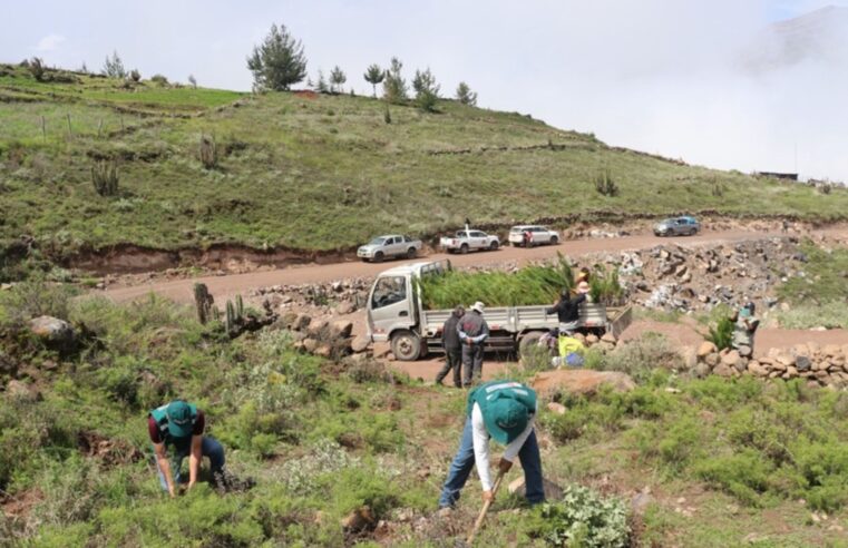 Plantarán más de 20 mil árboles en Arequipa