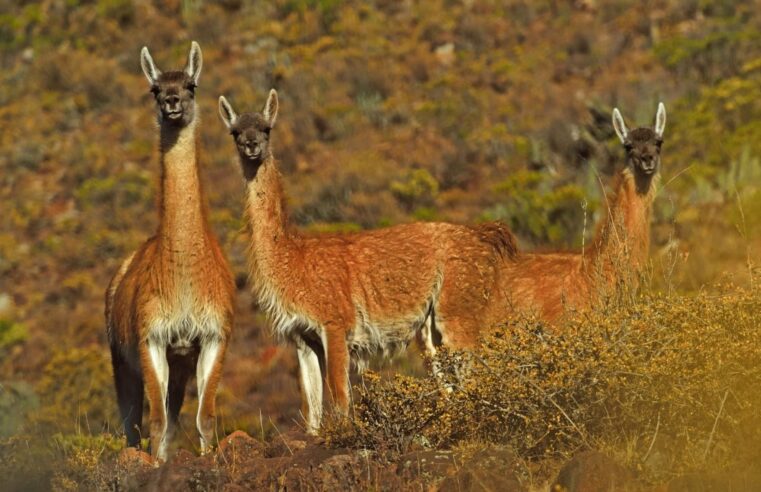 Aumenta en 8 % el número de guanacos en Reserva de Calipuy