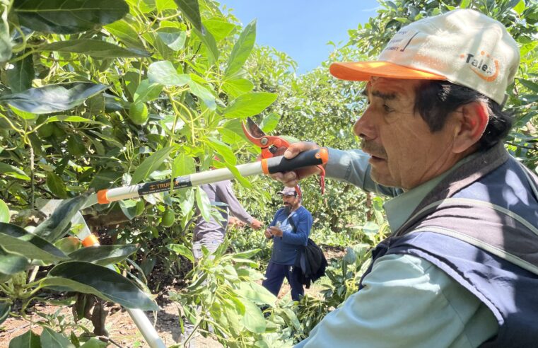 Limatambo y Mollepata exportarán 50 toneladas de palta a Costa Rica