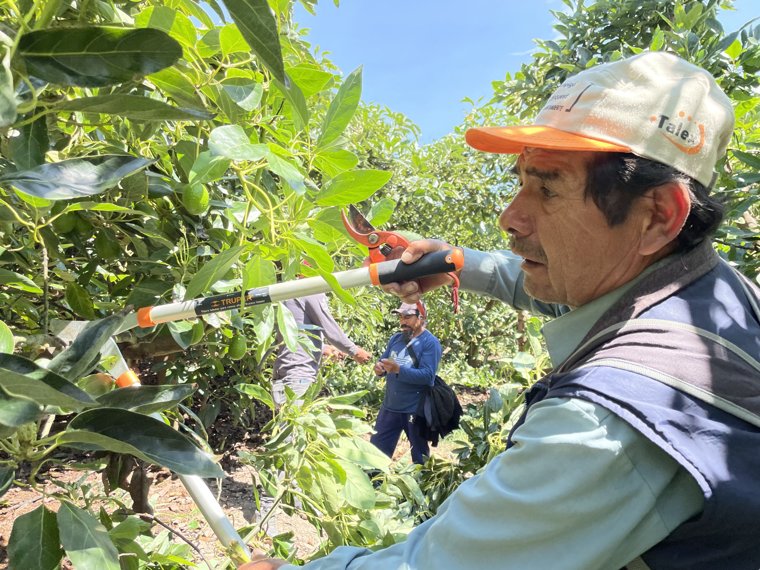 Limatambo y Mollepata exportarán 50 toneladas de palta a Costa Rica