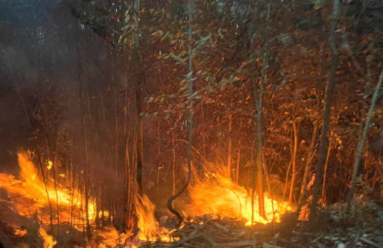 Suman cuatro las víctimas que dejan los incendios forestales