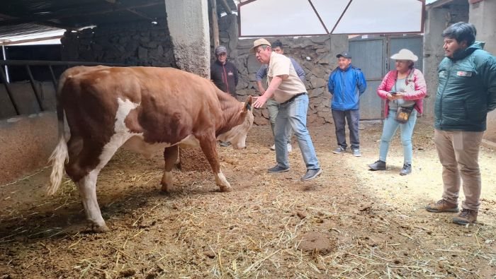 Midagri transfiere pajillas semen de ganado con alto valor genético