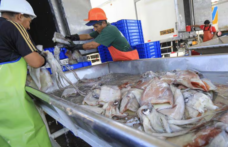 Perú, Chile y Ecuador con menor stock de pota