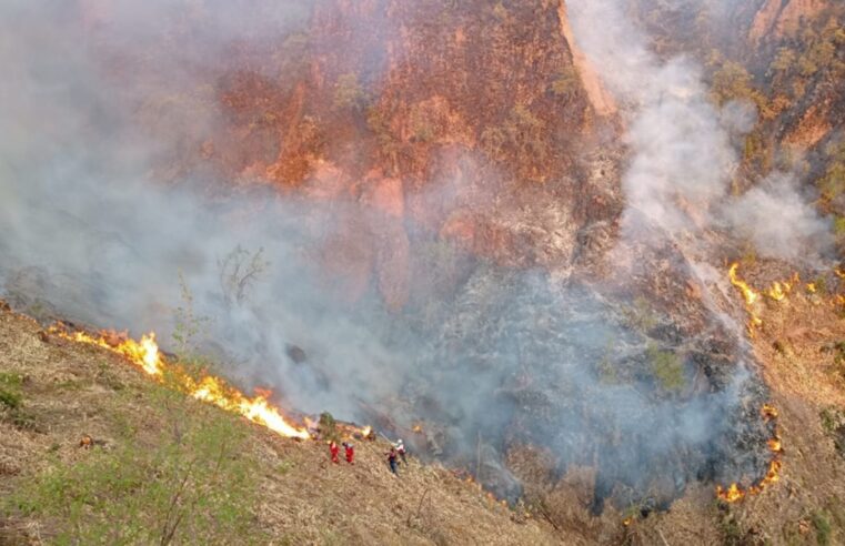 Incendios forestales dejaron 379 siniestros y 3 fallecidos este año