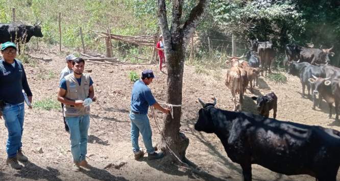 Vacunarán un millón de cabezas de ganado para protegerlas del carbunco