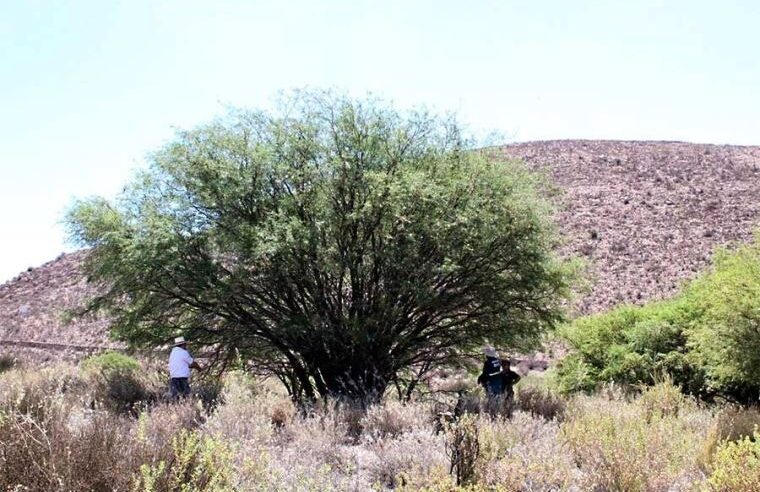 El Yaro un árbol patrimonialo de Arequipa, hoy amenazado por los invasores