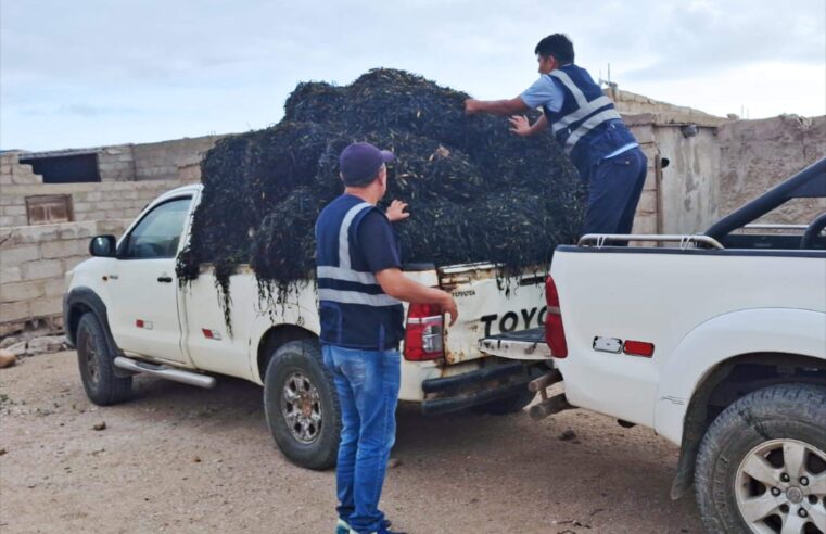 Empeora extracción ilegal de macroalgas marinas en Caravelí