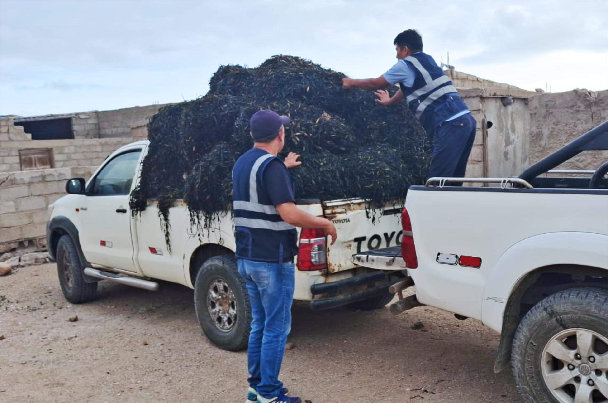 Empeora extracción ilegal de macroalgas marinas en Caravelí