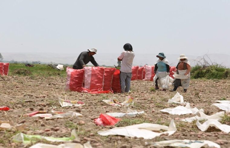 Calor extremo disminuye hasta en un 40% la producción agrícola de Arequipa