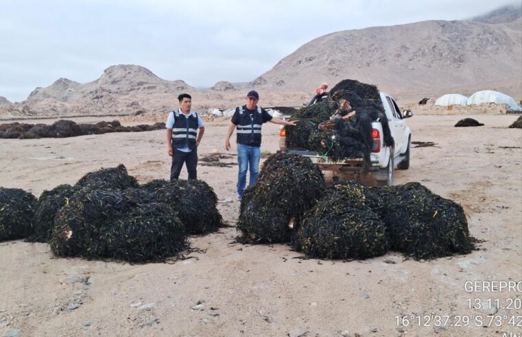 Arequipa: Decomisan más de 6 toneladas de macroalga en lo que va del año