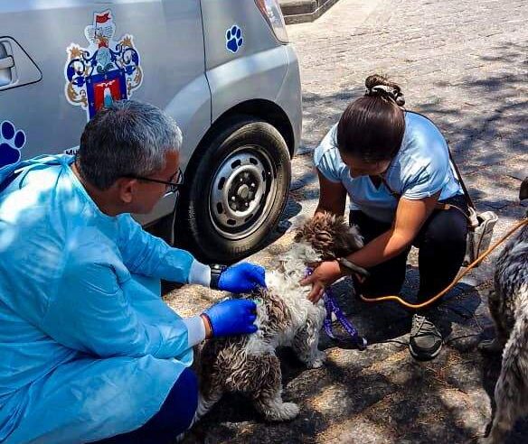 MPA realizó jornada de vacunación canina en barrios del Cercado