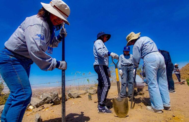 Jóvenes voluntarios plantaron 500 árboles en distrito de Yura