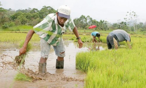 Sequía en el norte podría amenazar el abastecimiento de arroz en Arequipa