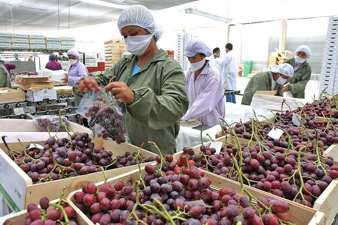 Agroexportación: 26 productos peruanos accederían a nuevos mercados el 2025