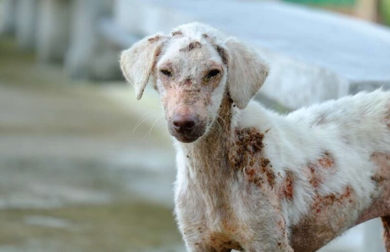 Incrementan casos de cáncer de piel en perros y gatos en Arequipa