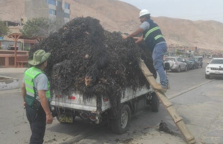 Exigen permisos de pesca a extractores de macroalgas ante aumento de ilegalidad