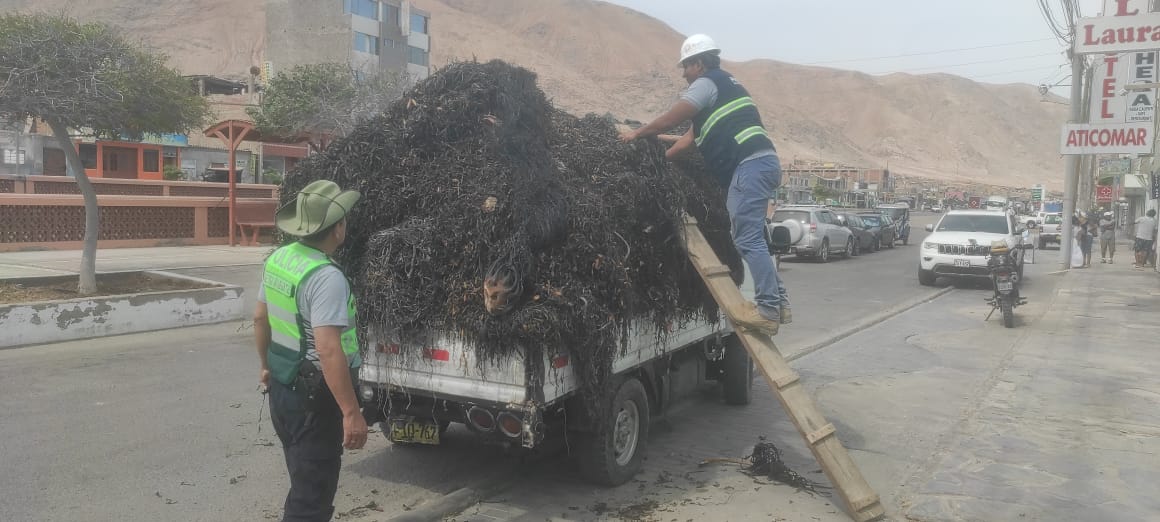 Exigen permisos de pesca a extractores de macroalgas ante aumento de ilegalidad