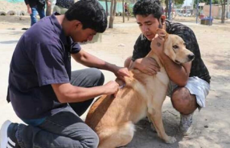 Personal de salud espera vacunar 186 000 perros contra la rabia