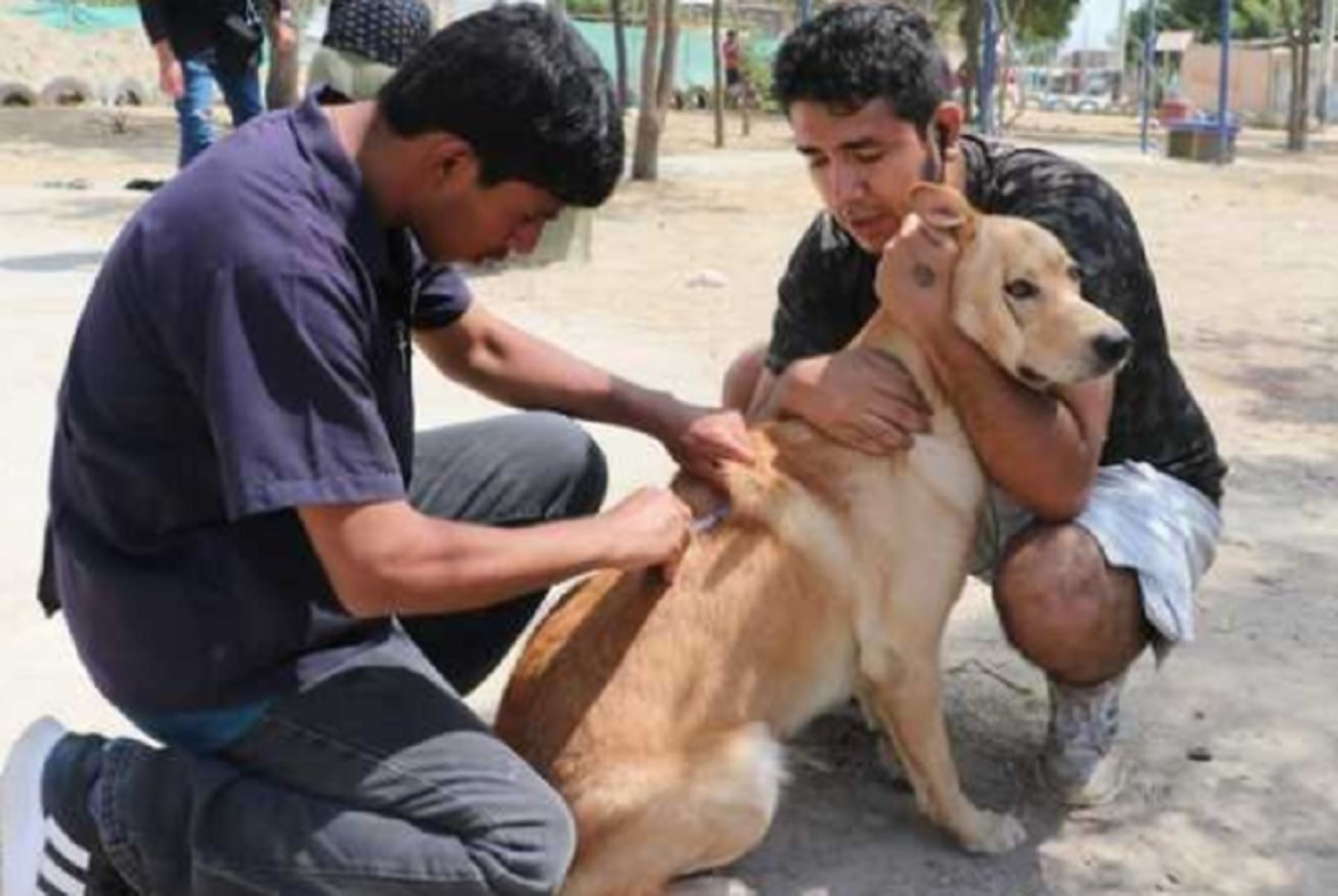 Personal de salud espera vacunar 186 000 perros contra la rabia