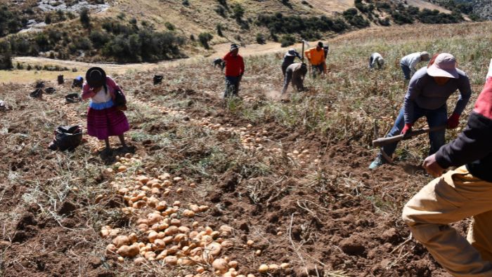 Agricultores se convierten en productores certificados de semillas de alto valor