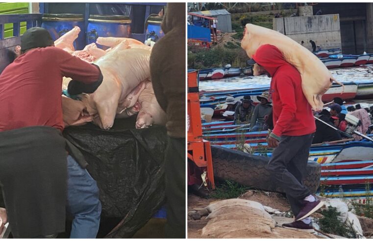 Arequipeños siguen consumiendo carne de cerdo boliviana de contrabando