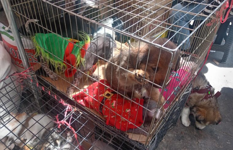 Comerciantes venden crías de gatos y perros en condiciones precarias en el Avelino