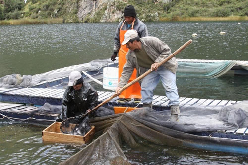 Espirulina y economía circular: una propuesta innovadora en crianza de truchas