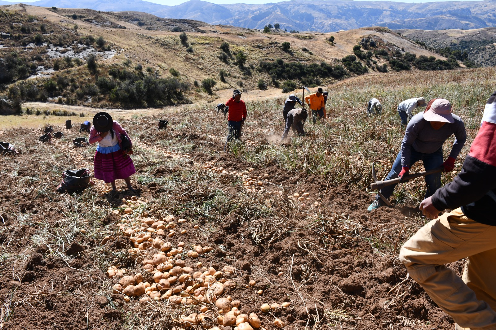 MIDAGRI: Hasta un 80% se eleva fertilidad del suelo agrario del país