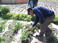 Granizada cayó la madrugada del martes. Agricultores evalúan estado de sus sembríos.