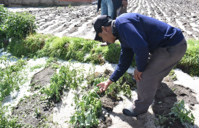 Fuerte granizada causa cuantiosos daños en  cultivos de Yunguyo