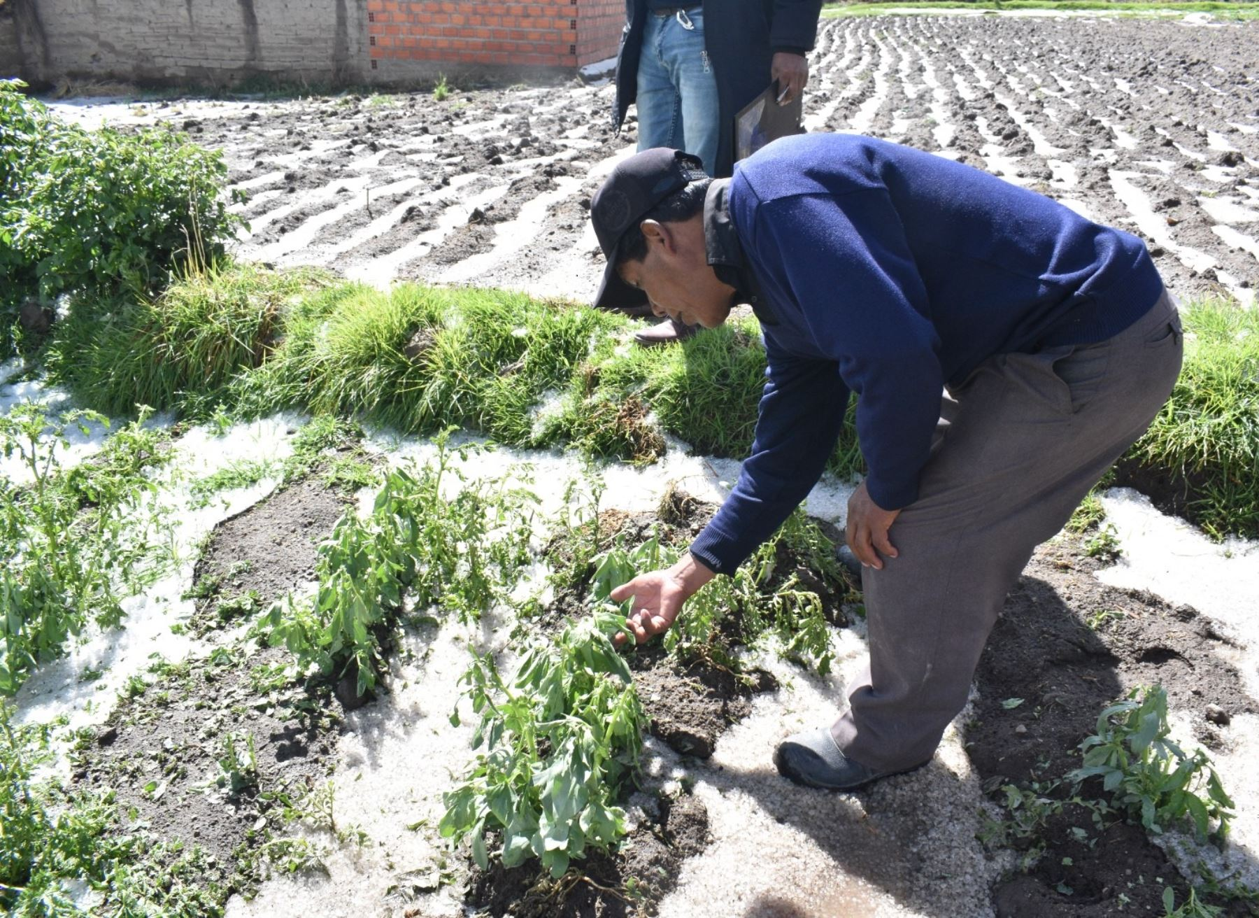 Fuerte granizada causa cuantiosos daños en  cultivos de Yunguyo