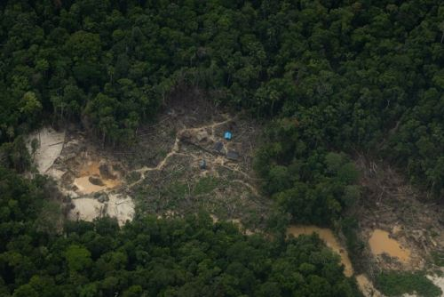 Advierten mayor deforestación, minería ilegal y cultivos ilícitos en río Abujao