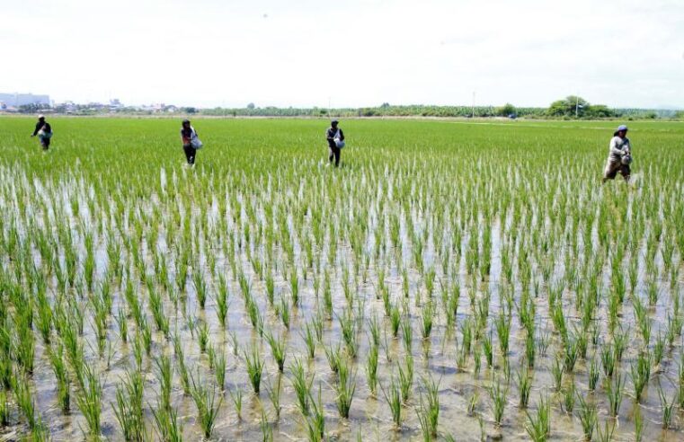 El Niño amenaza con reducir en 20 % producción de arroz en Camaná y otros valles costeros