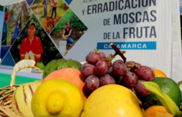 Proliferación de mosca de la fruta afecta exportación de palta y uva