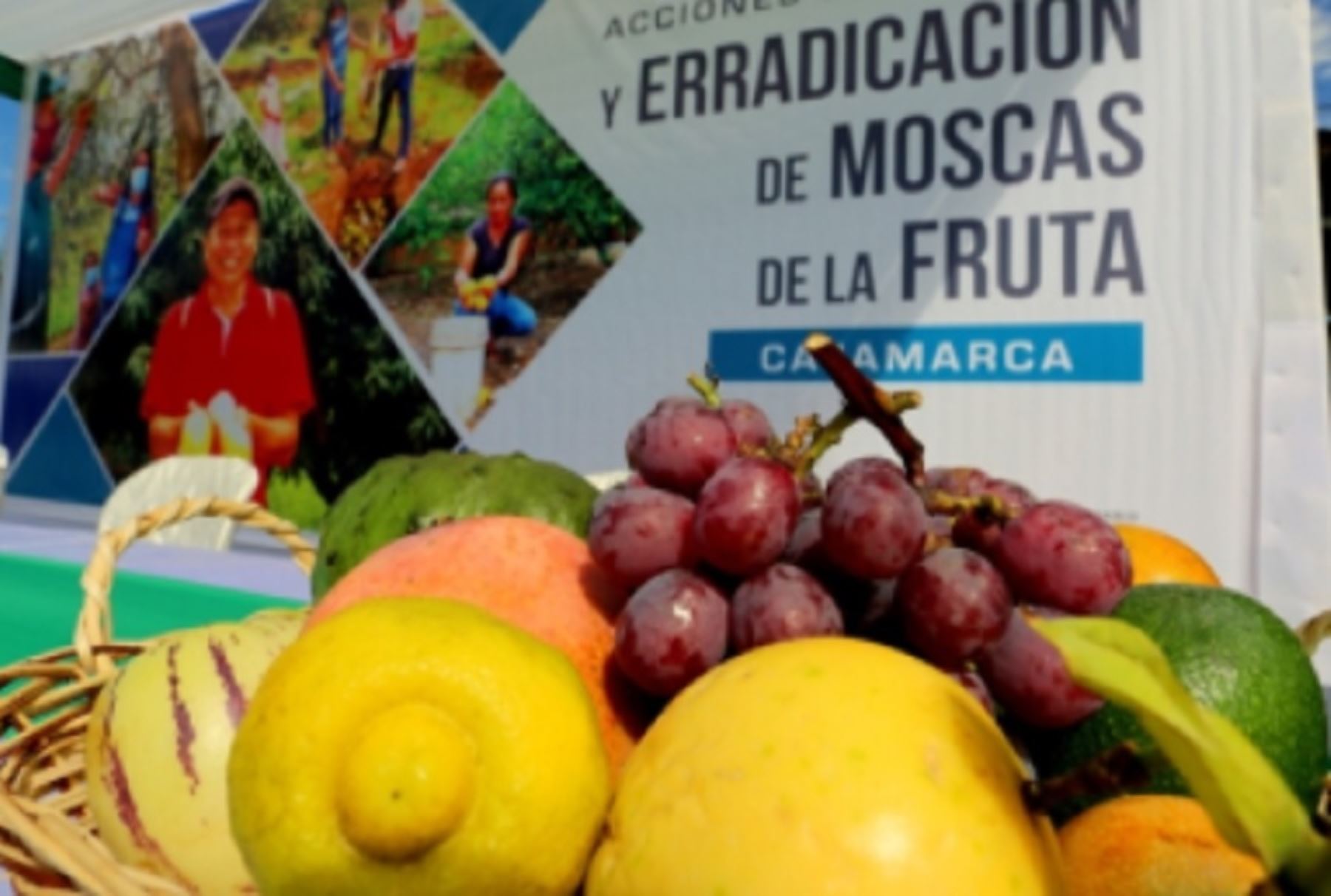 Proliferación de mosca de la fruta afecta exportación de palta y uva