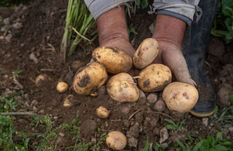 Midagri recomienda no sembrar papa blanca por sobreproducción