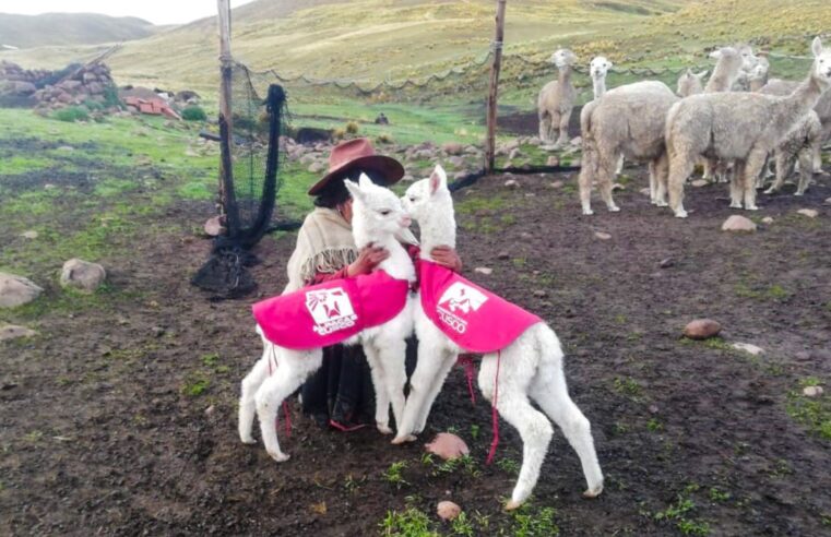 Más de 25 000 chalecos térmicos buscan evitar mortandad de alpacas bebé