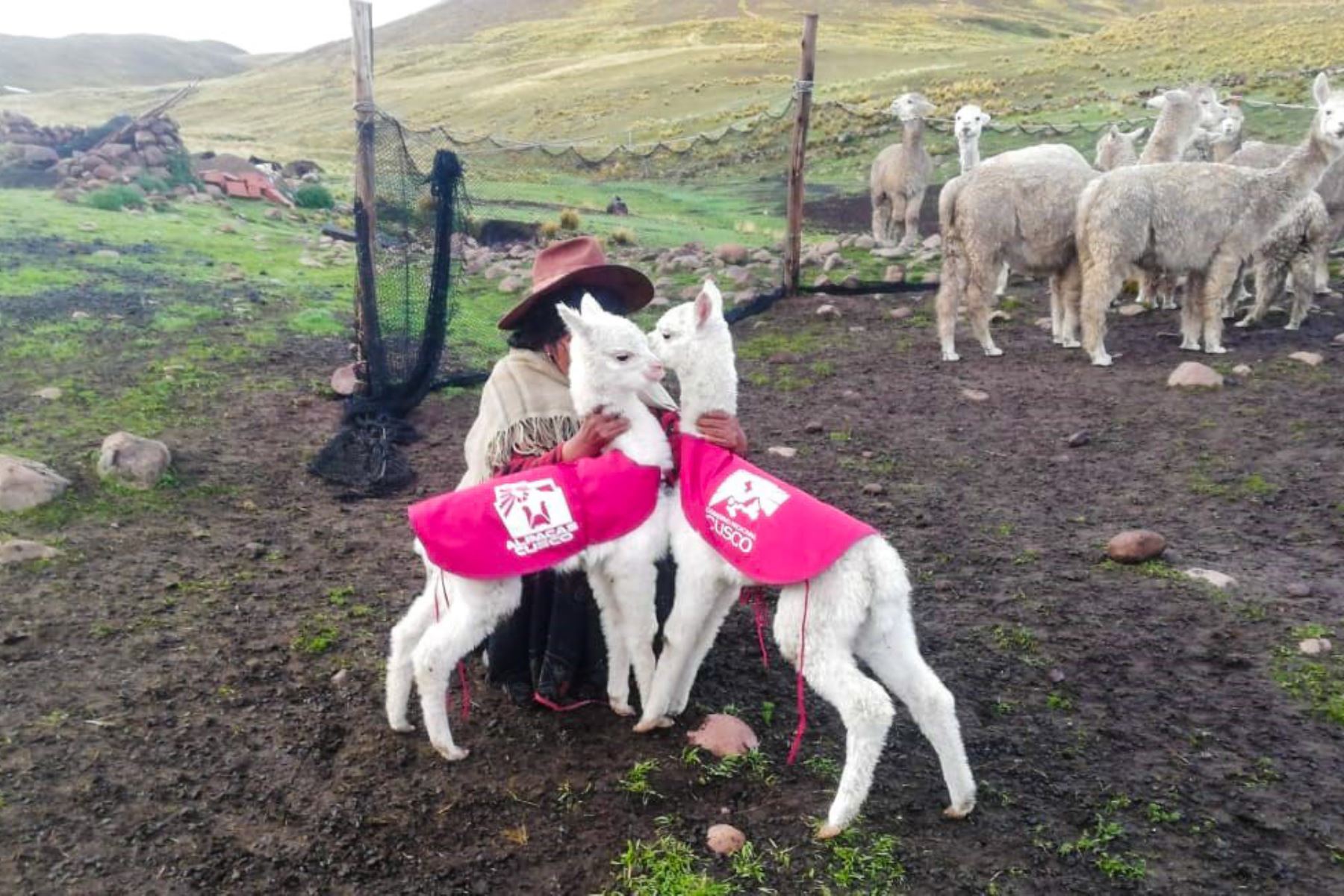 Más de 25 000 chalecos térmicos buscan evitar mortandad de alpacas bebé