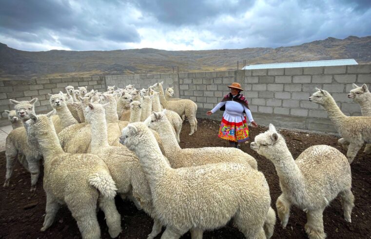 Gobierno brindó más de 21 000 asistencias técnicas para mejorar calidad de alpacas