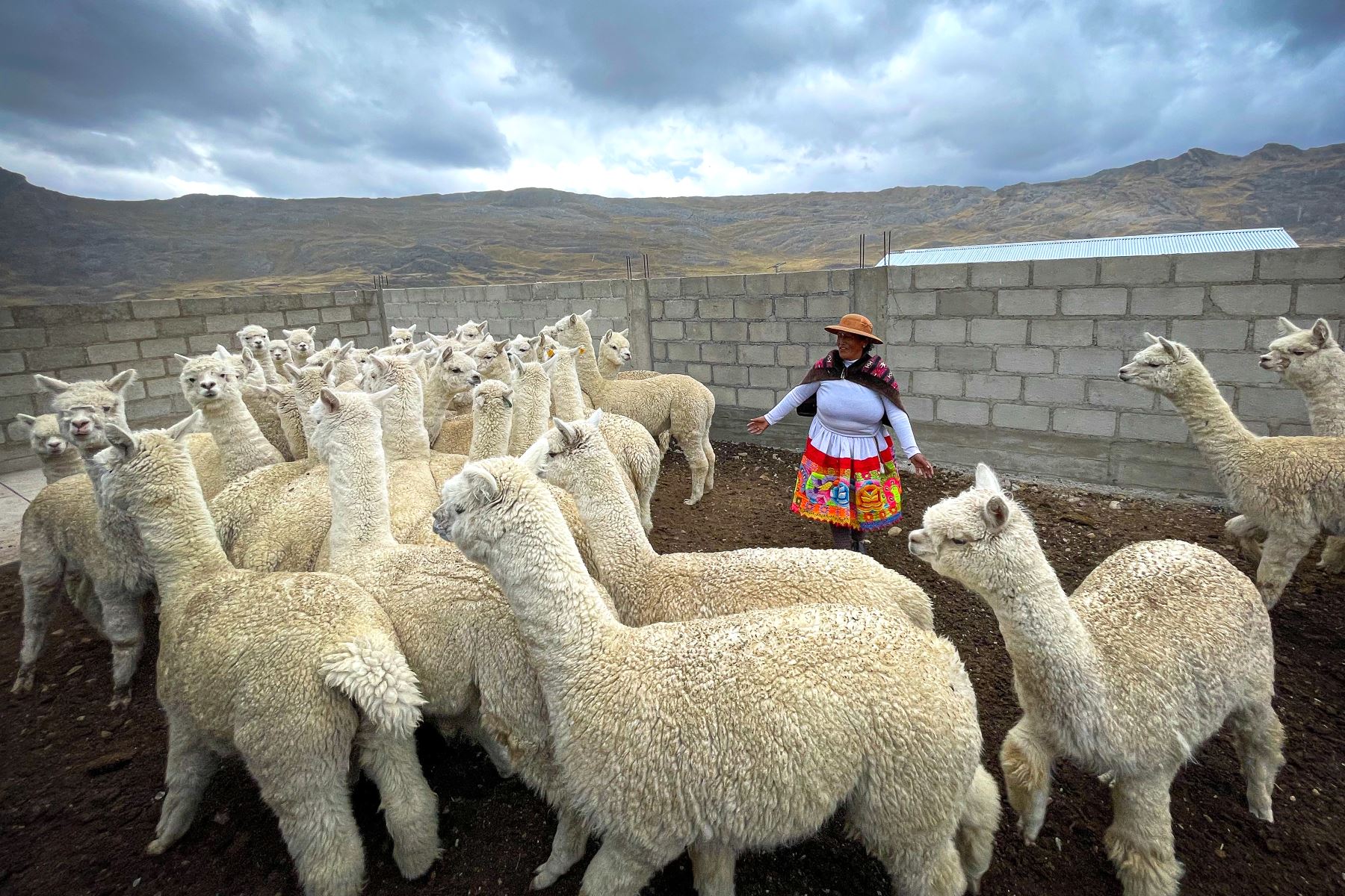 Gobierno brindó más de 21 000 asistencias técnicas para mejorar calidad de alpacas