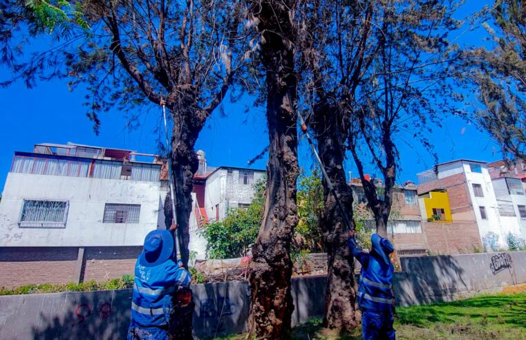 Parques y Jardines realiza trabajos de poda en la urbanización Flora Tristán