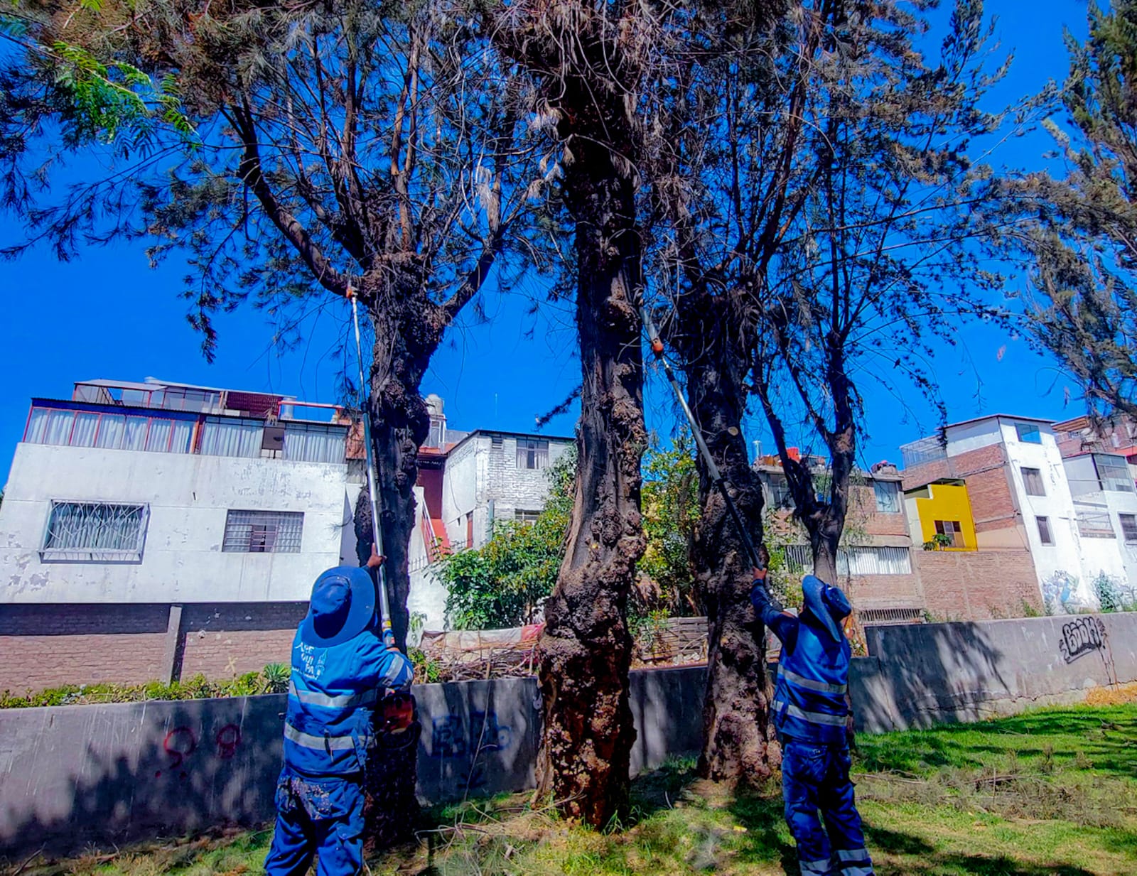 Parques y Jardines realiza trabajos de poda en la urbanización Flora Tristán