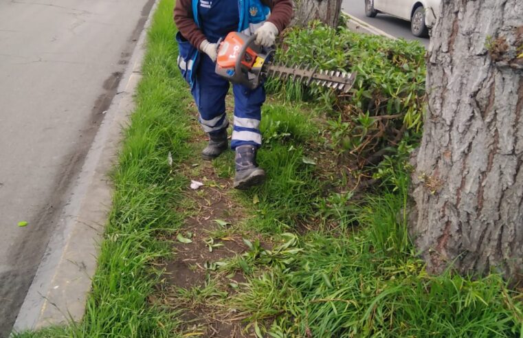 Departamento de Parques y Jardines intensifican trabajos de mantenimiento